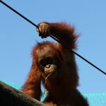monkey