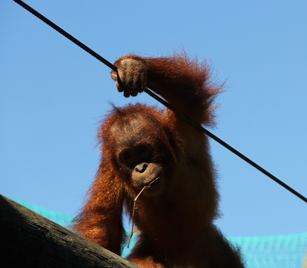 monkey